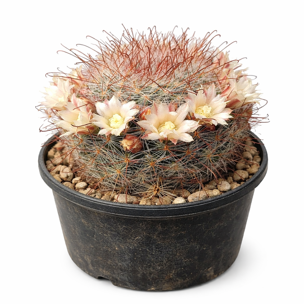 Mammillaria schelhasei flowering cactus with dense reddish spines in black pot