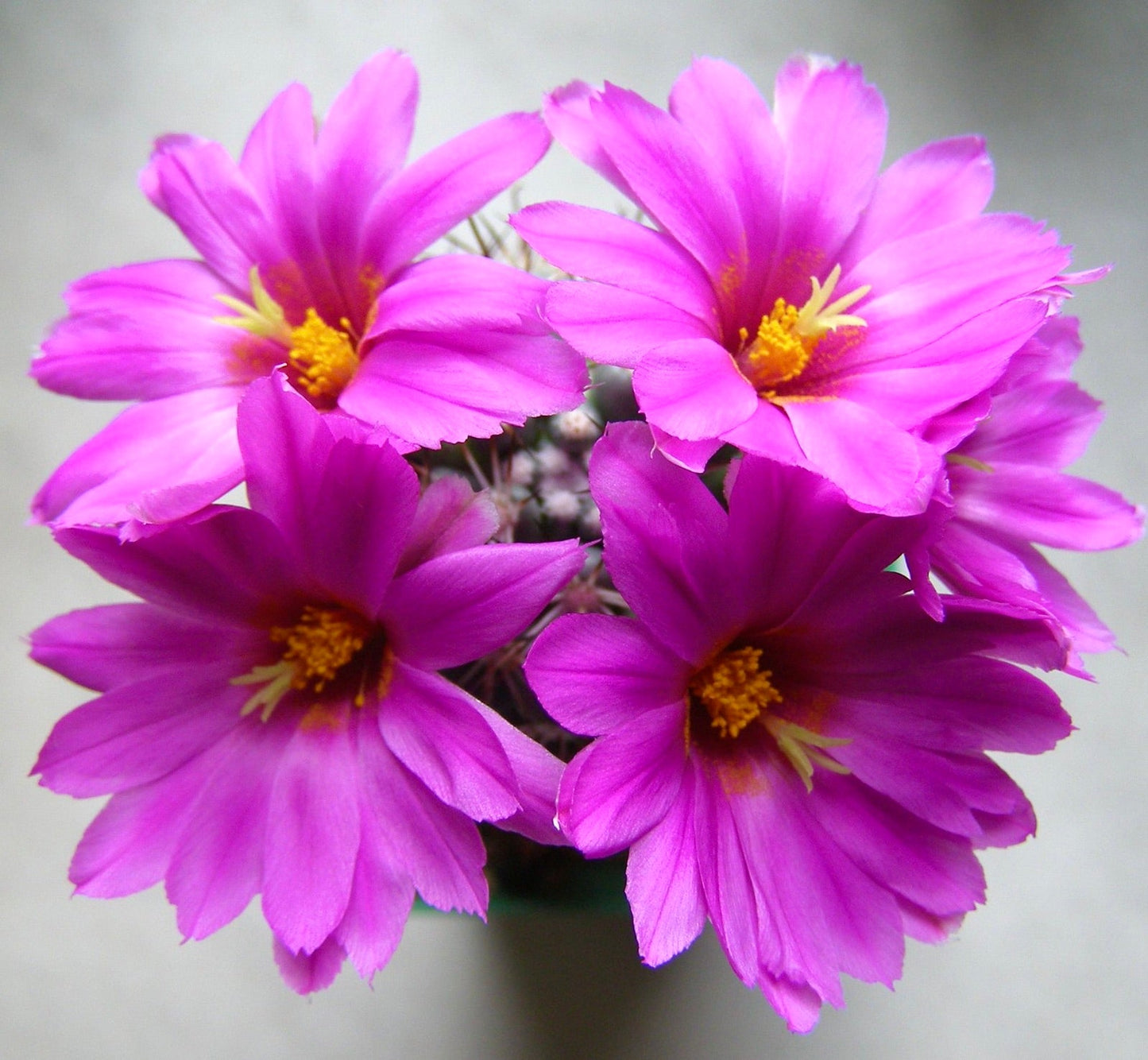 Mammillaria schumannii cactus with vibrant pink flowers and yellow centers in bloom