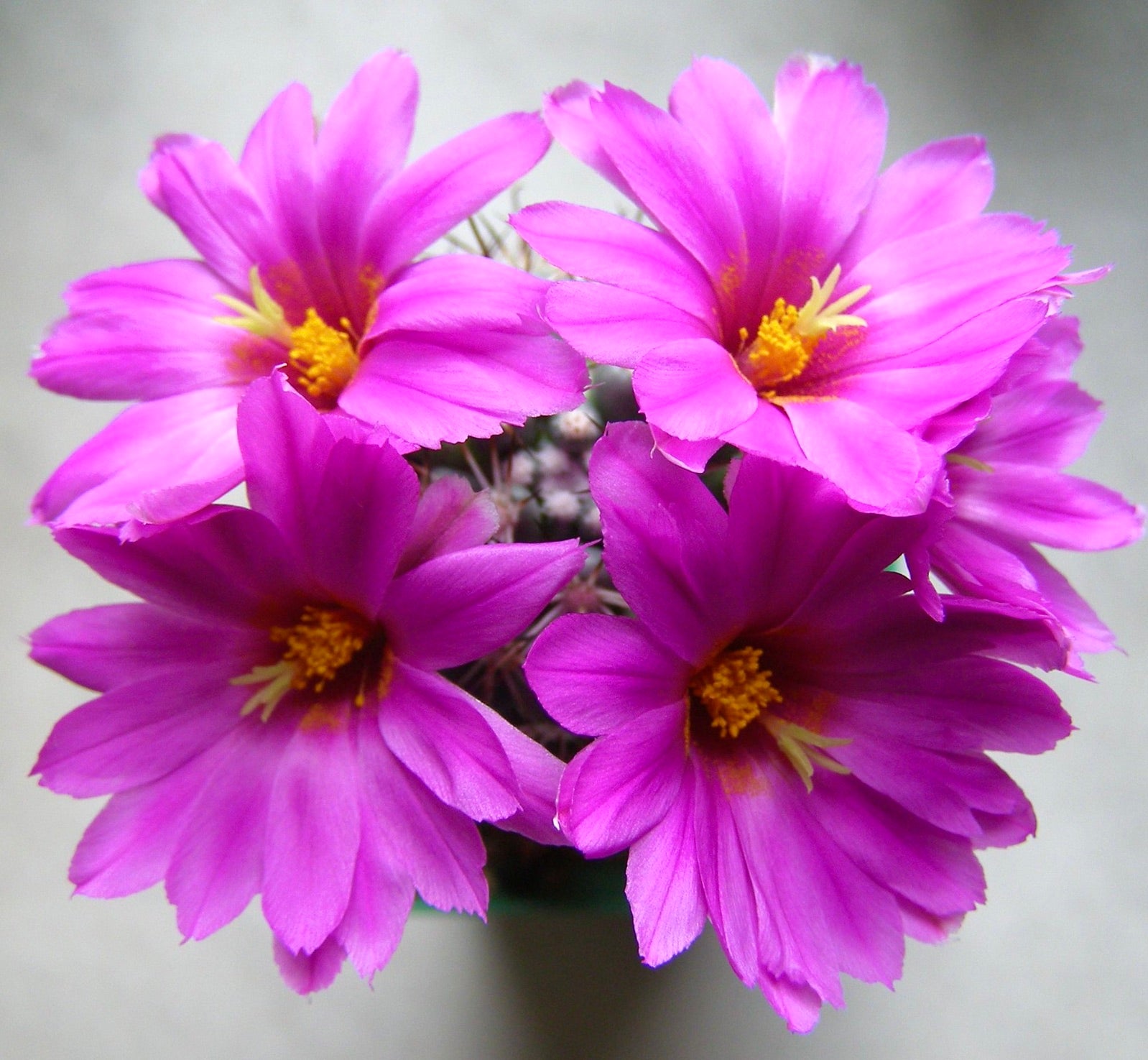 Mammillaria schumannii cactus with vibrant pink flowers and yellow centers blooming clustered