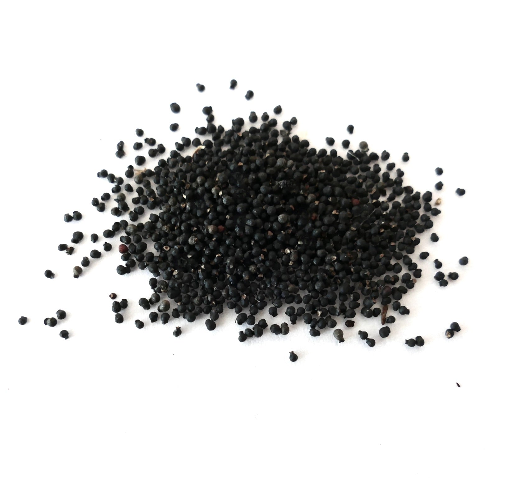 Mammillaria schumannii small black cactus seeds on white background