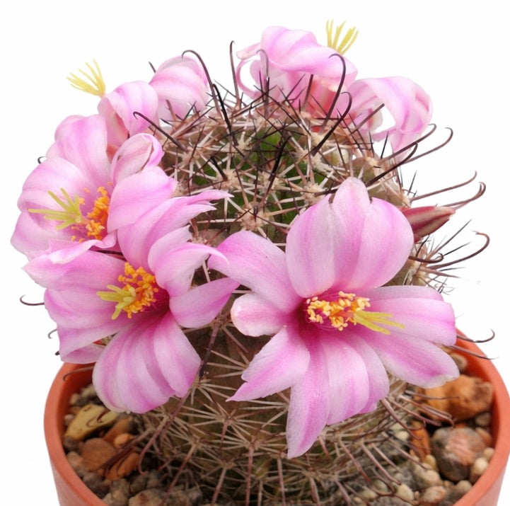 Mammillaria shurliana cactus with pink flowers and long curved spines in terracotta pot