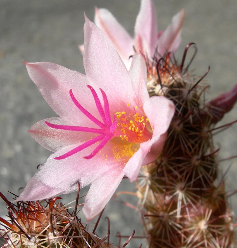 Mammillaria thornberi subsp. yaquensis cactus with delicate pink flower and sharp spines