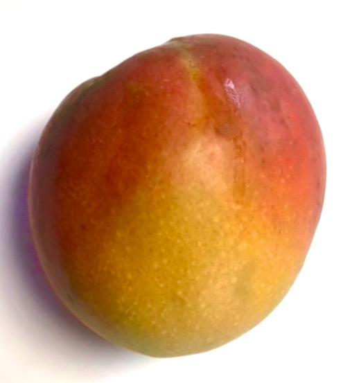 Mangifera indica cv MAYA | Mango | Indian mango