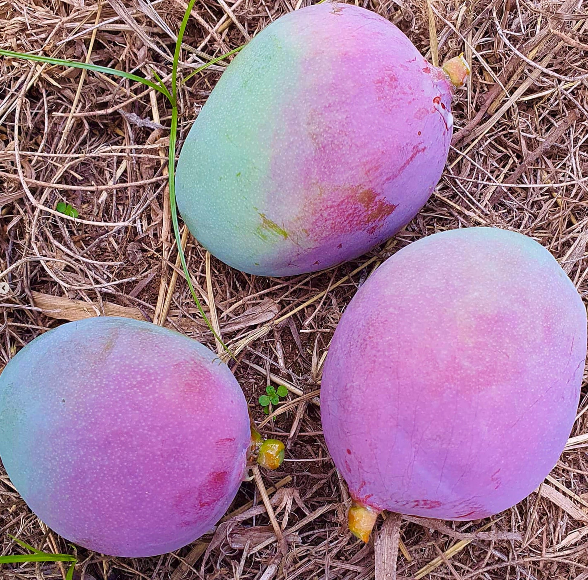 Mangifera indica cv OSTEEN ripe purple-green mango fruits on dry grass background