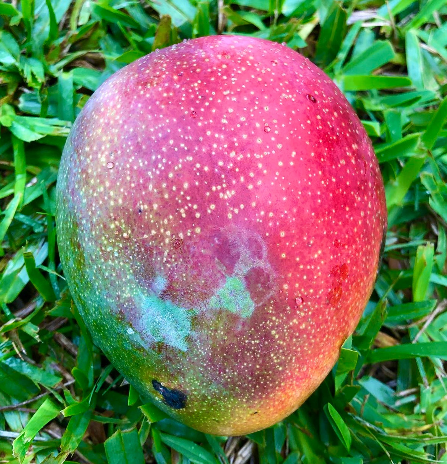 Frutto maturo di Mango Mangifera indica cv PALMER rosso e verde con buccia maculata sull'erba