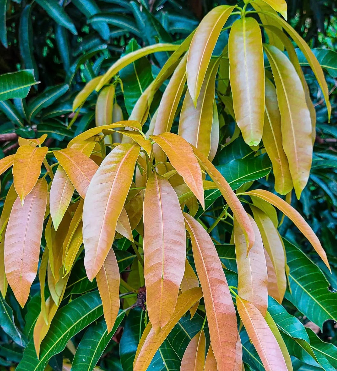 Foglie giovani di mango arancioni e verdi allungate di Mangifera indica cv PALMER su ramo d'albero