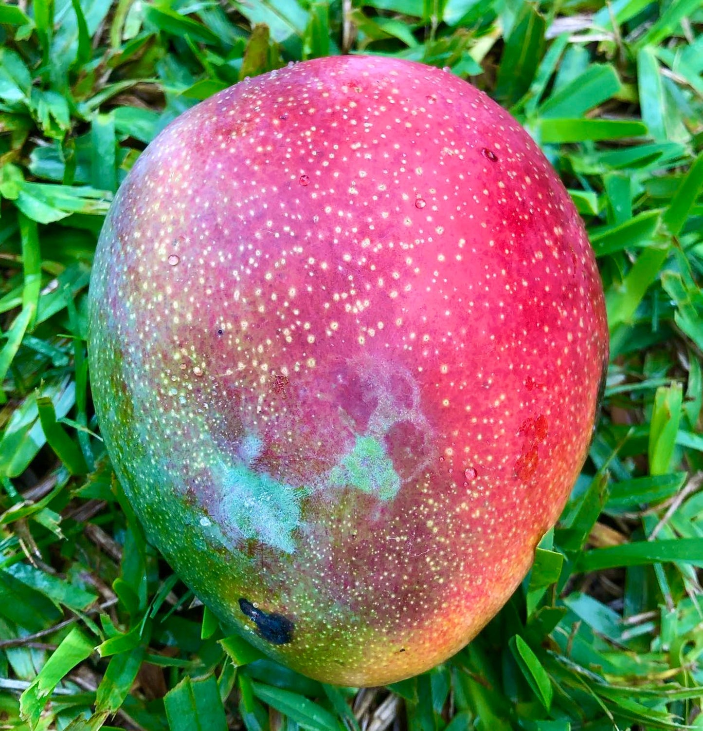Mangifera indica cv PALMER ripe mango fruit with red and green skin on grass background