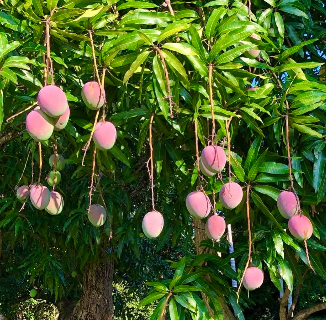 Frutti di mango rosa maturi pendenti di Mangifera indica cv SENSATION su rami rigogliosi di alberi verdi
