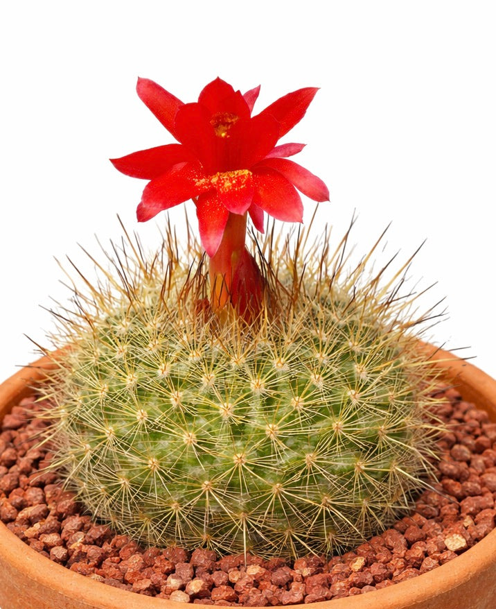 Matucana breviflora cactus with bright red flower and dense spines in terracotta pot