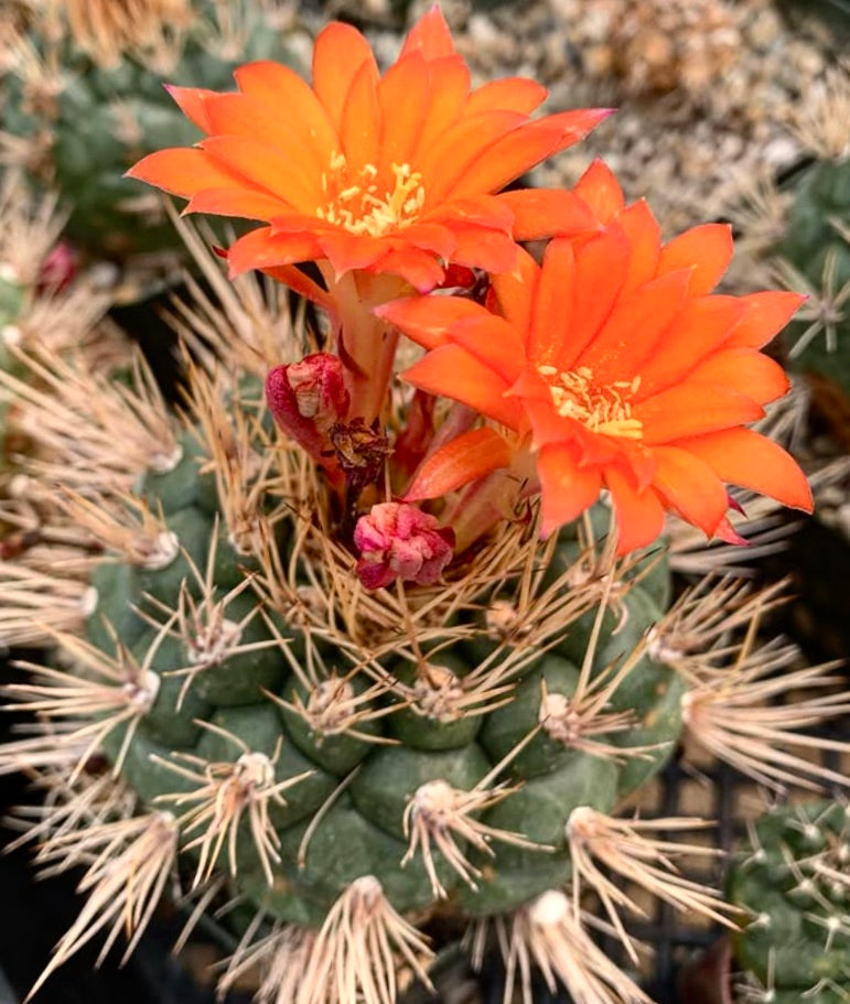 Cactus Matucana oreodoxa con fiori arancioni vivaci e spine appuntite in primo piano
