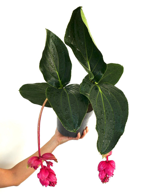 Medinilla magnifica tropical plant with large dark green leaves and bright pink hanging flowers