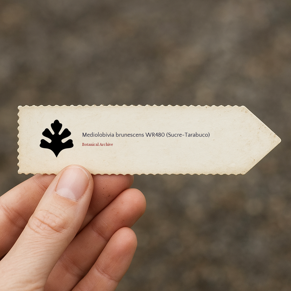 Printed plant label for Mediolobivia brunescens WR480 held by hand outdoors