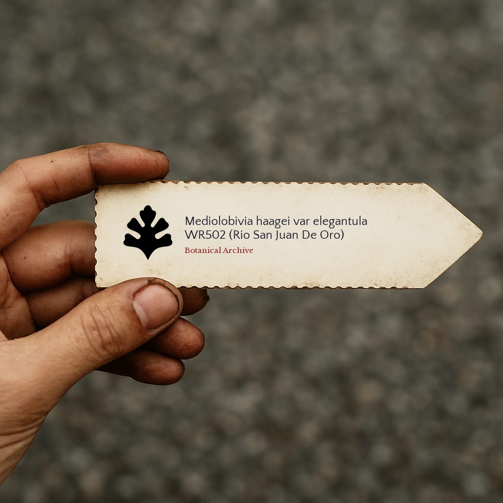 Printed plant label for Mediolobivia haagei var elegantula with botanical archive logo