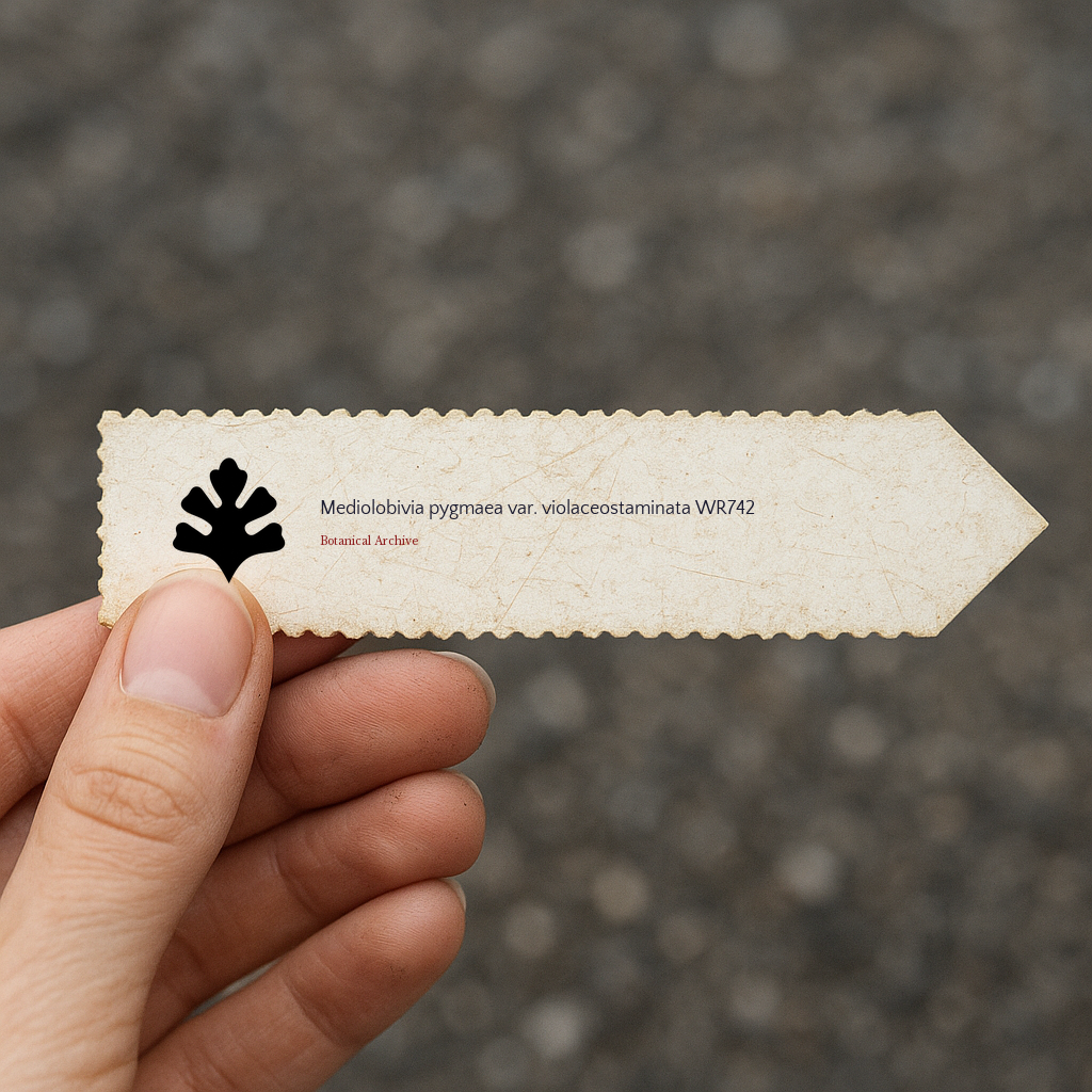 Printed plant label for Mediolobivia pygmaea var. violaceostaminata with decorative edge held by hand