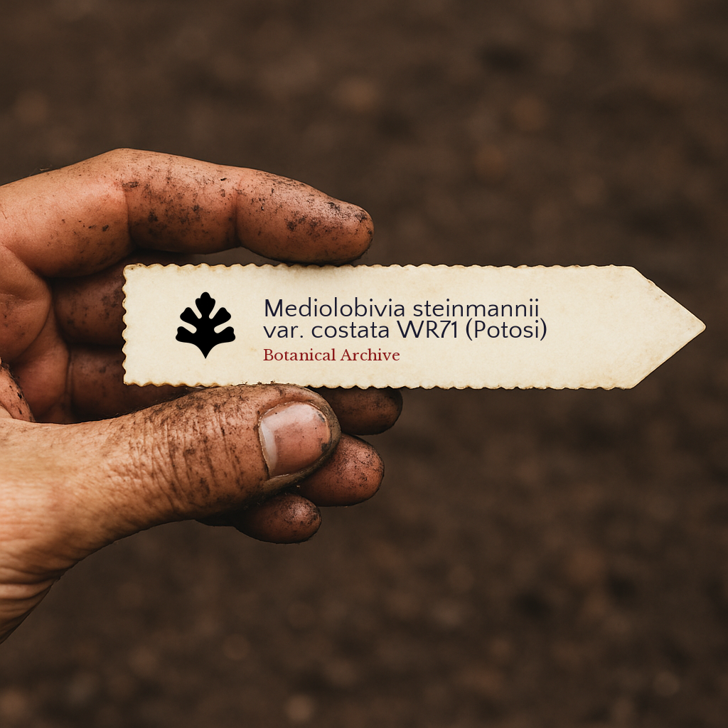 Printed plant label for Mediolobivia steinmannii var. costata held by dirty hand outdoors