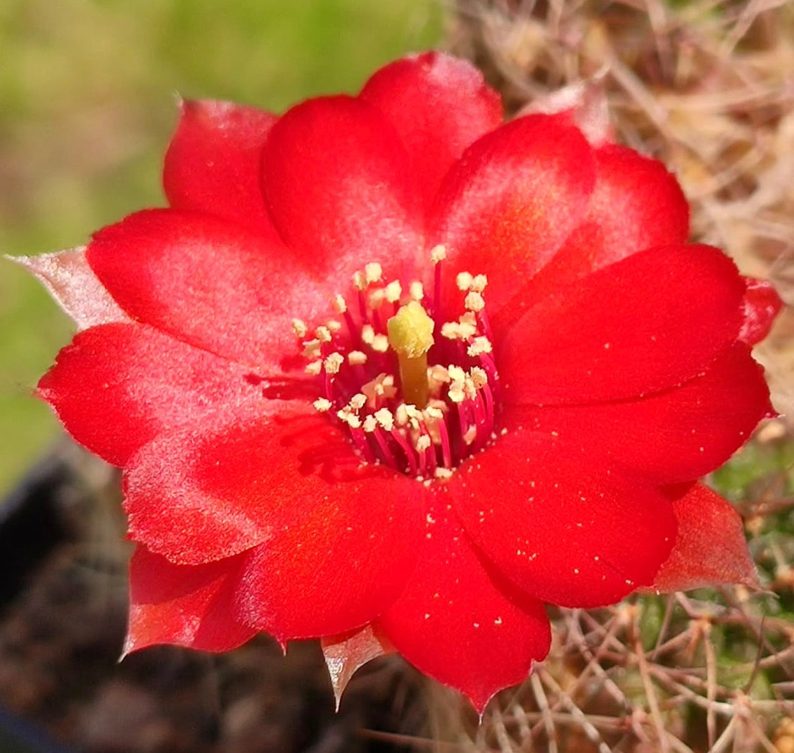 Fiore di cactus rosso acceso di Mediolobivia atrovirens con stami gialli e sfondo spinoso