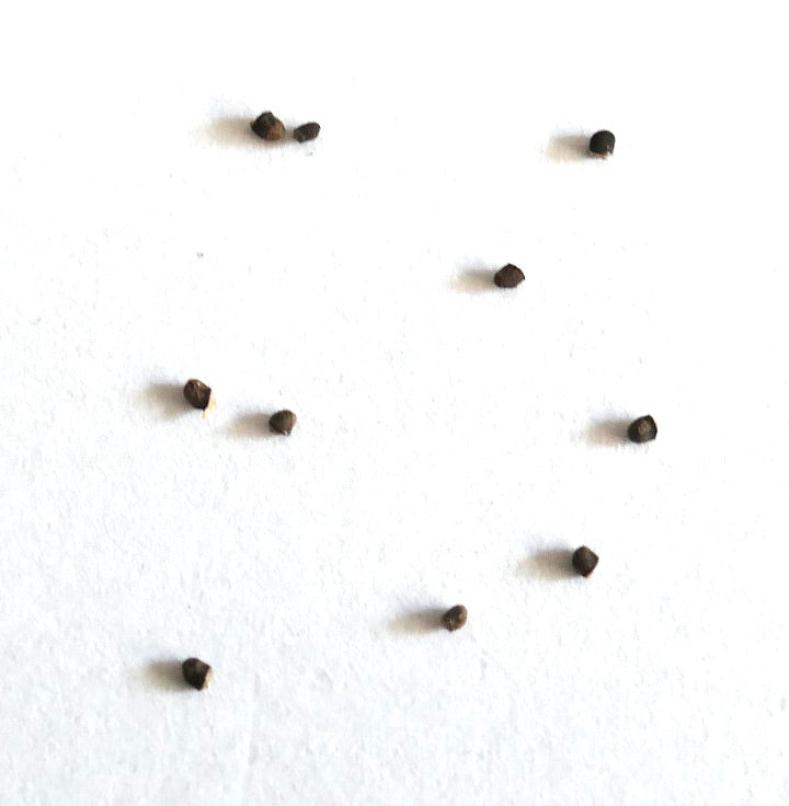 Mediolobivia einsteinii var. aureiflora cactus seeds scattered on white background