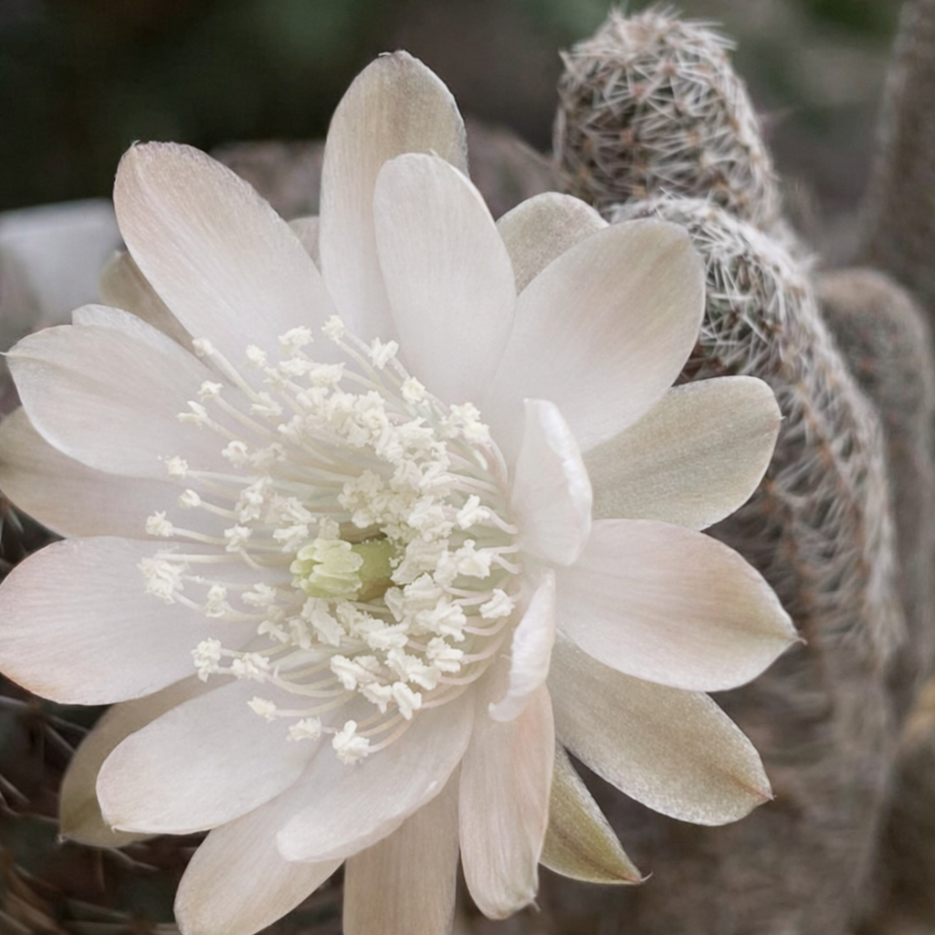 Mediolobivia einsteinii var. aureiflora white cactus flower with spiny succulent stems