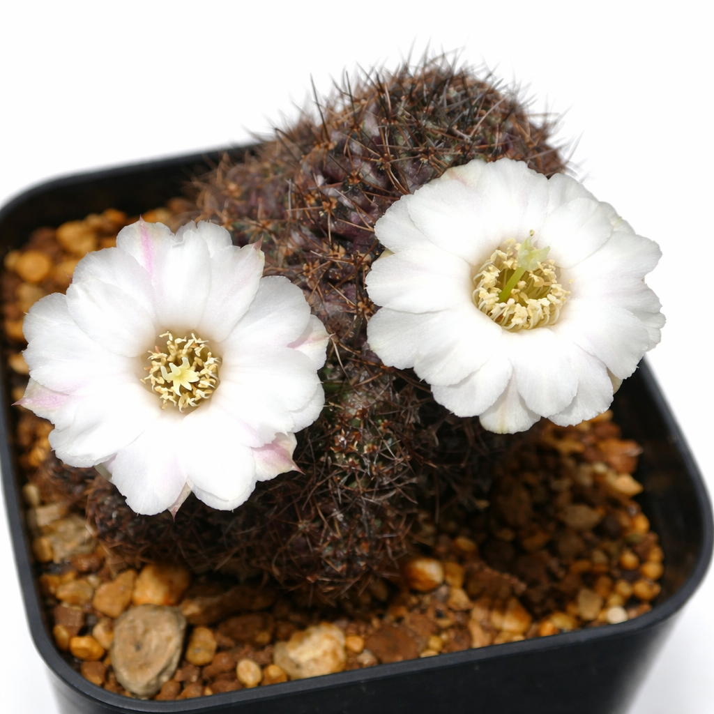 Mediolobivia leucanthema cactus with dark spines and white flowers in black pot