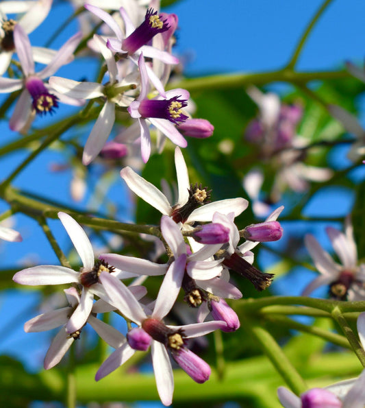 Fiorellini delicati a forma di stella bianchi e viola di Melia azedarach con foglie verdi sullo sfondo di un cielo azzurro
