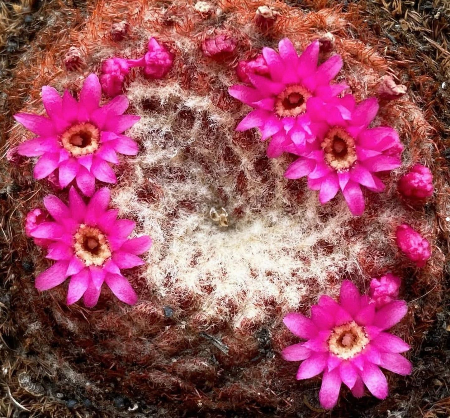 Melocactus brederooianus rare cactus with bright pink flowers and woolly textured body