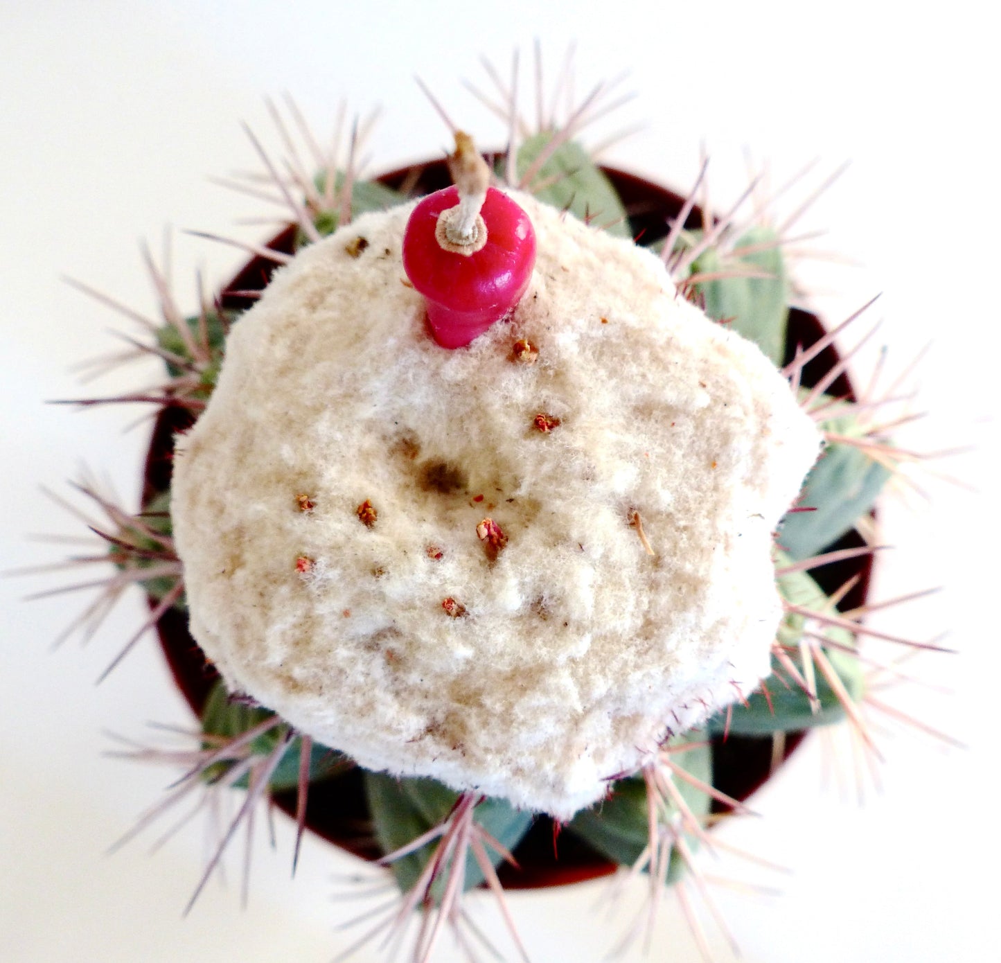 Melocactus caesius raro cactus con cefalio lanoso e frutto rosso brillante vista dall'alto