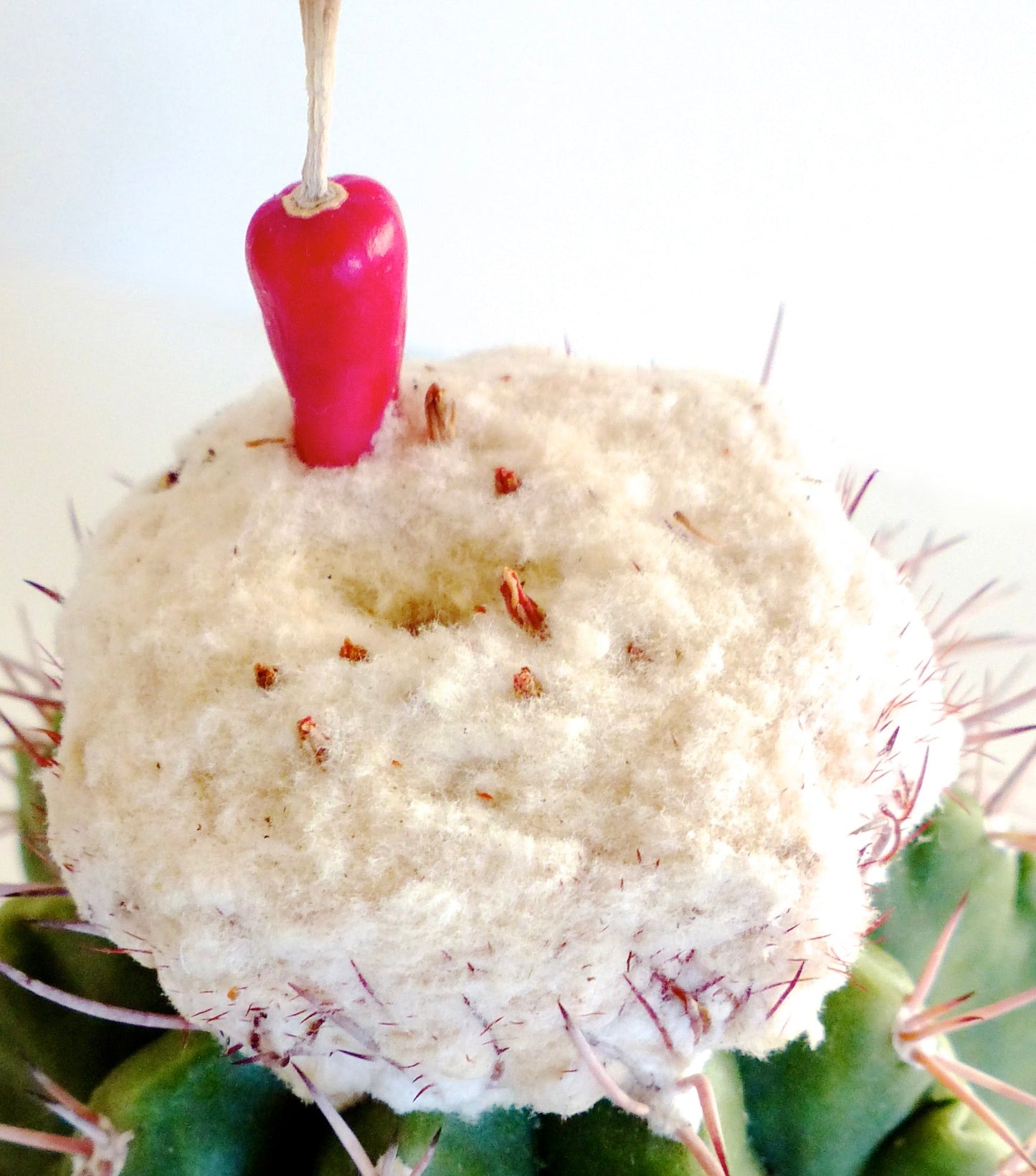 Melocactus caesius raro cactus con cefalio lanoso e frutto rosso in cima