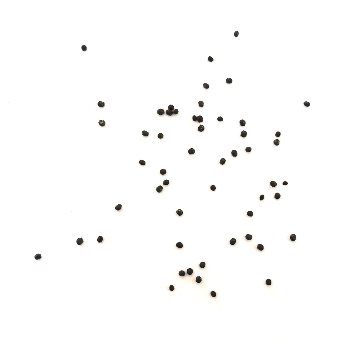 Melocactus conoideus small black cactus seeds scattered on white background