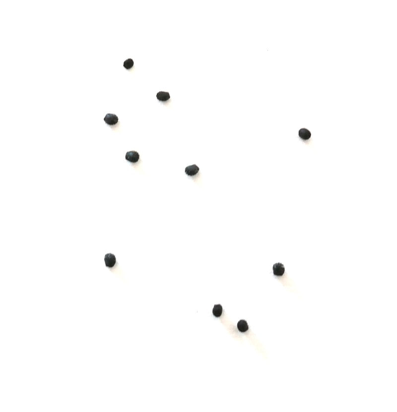 Melocactus conoideus small black cactus seeds scattered on white background
