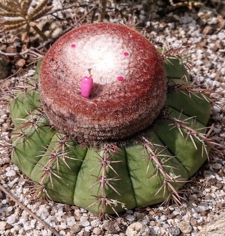 Melocactus conoideus raro cactus con corpo verde costoluto e cefalio rossastro con frutti rosa