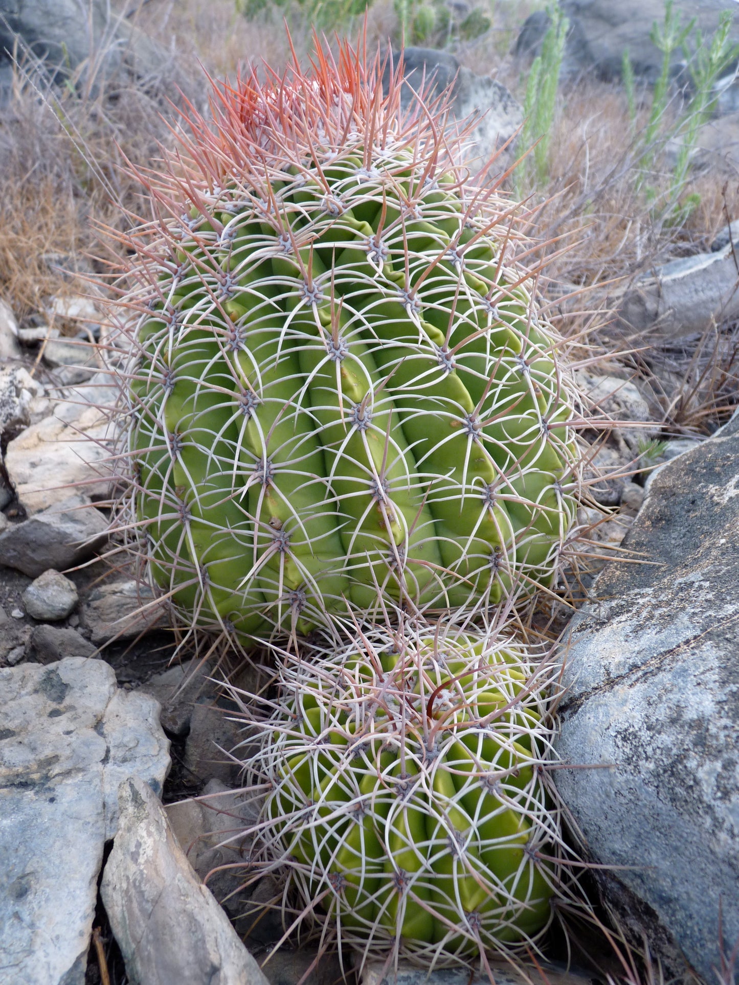 Melocactus curvispinus ssp loboguerreroi green cactus with long reddish spines in rocky habitat