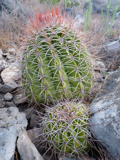 Melocactus curvispinus ssp loboguerreroi green cactus with long reddish spines in rocky habitat