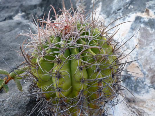 Melocactus curvispinus ssp loboguerreroi green cactus with long curved spines on rocky surface