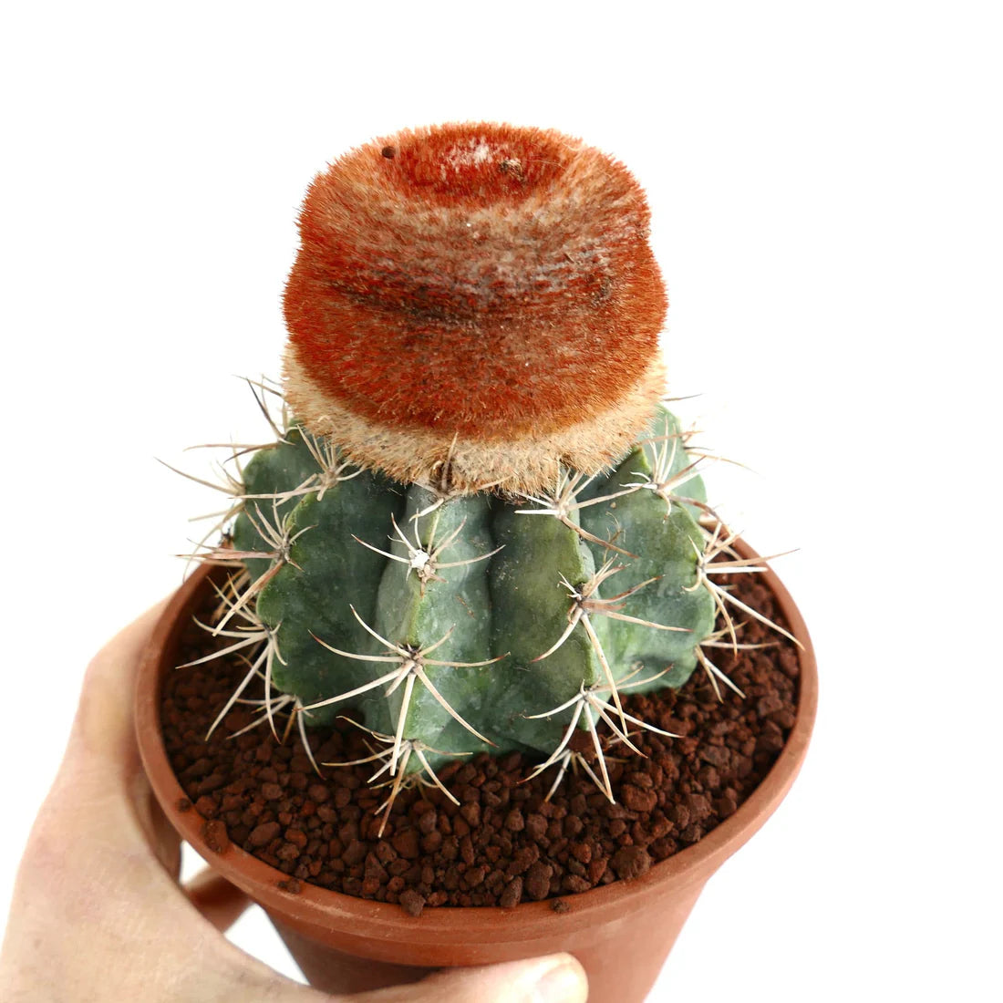 Melocactus diersianus rare cactus with reddish cephalium and spiny green body in pot