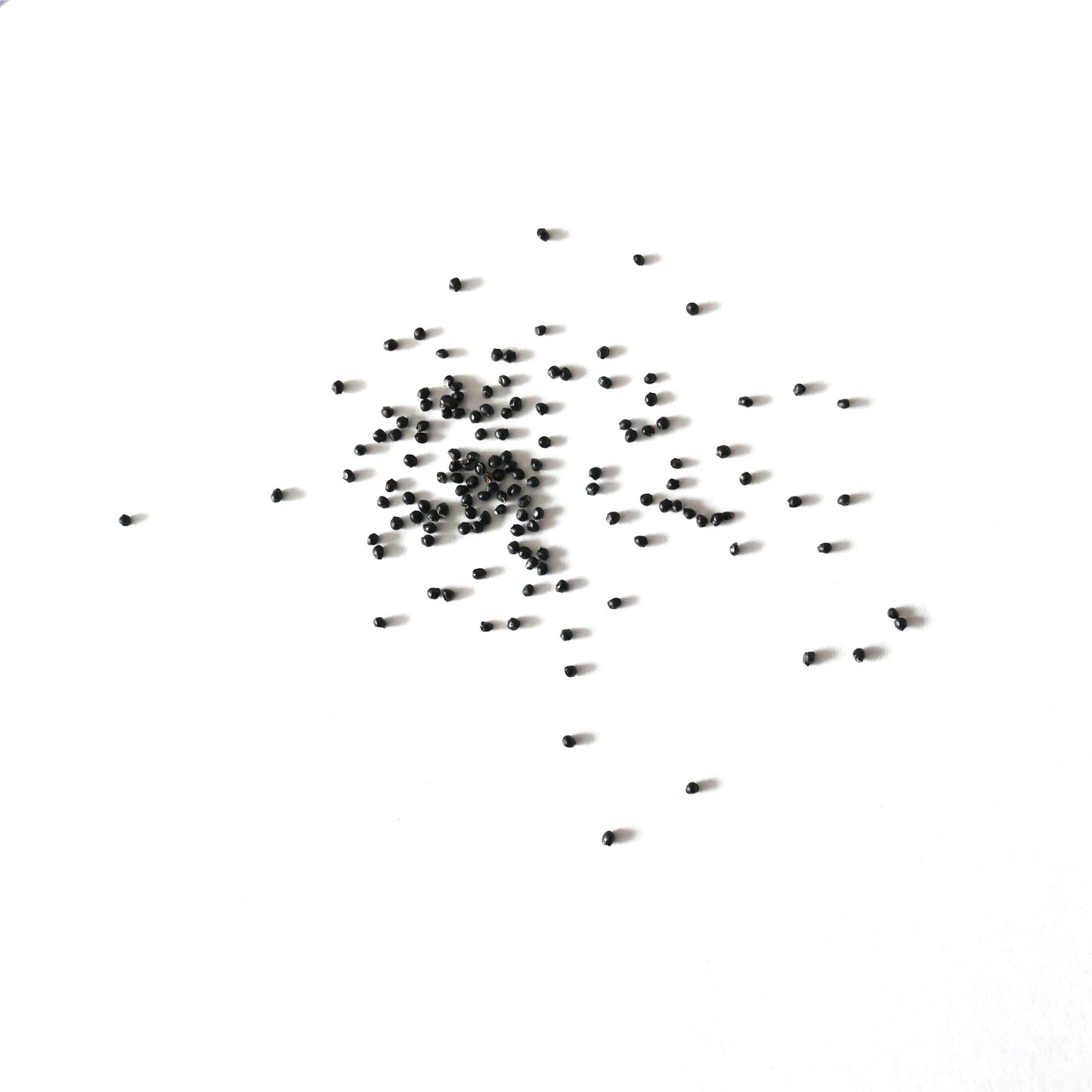 Melocactus diersianus small black cactus seeds scattered on white background