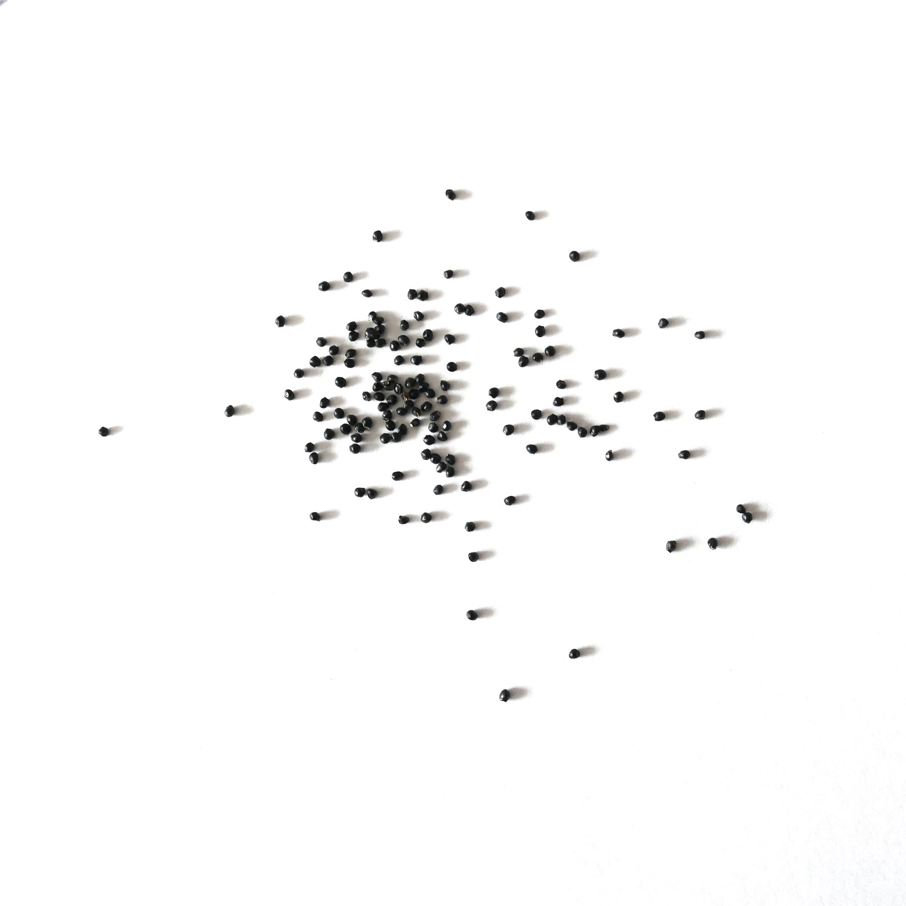 Melocactus diersianus small black cactus seeds scattered on white background