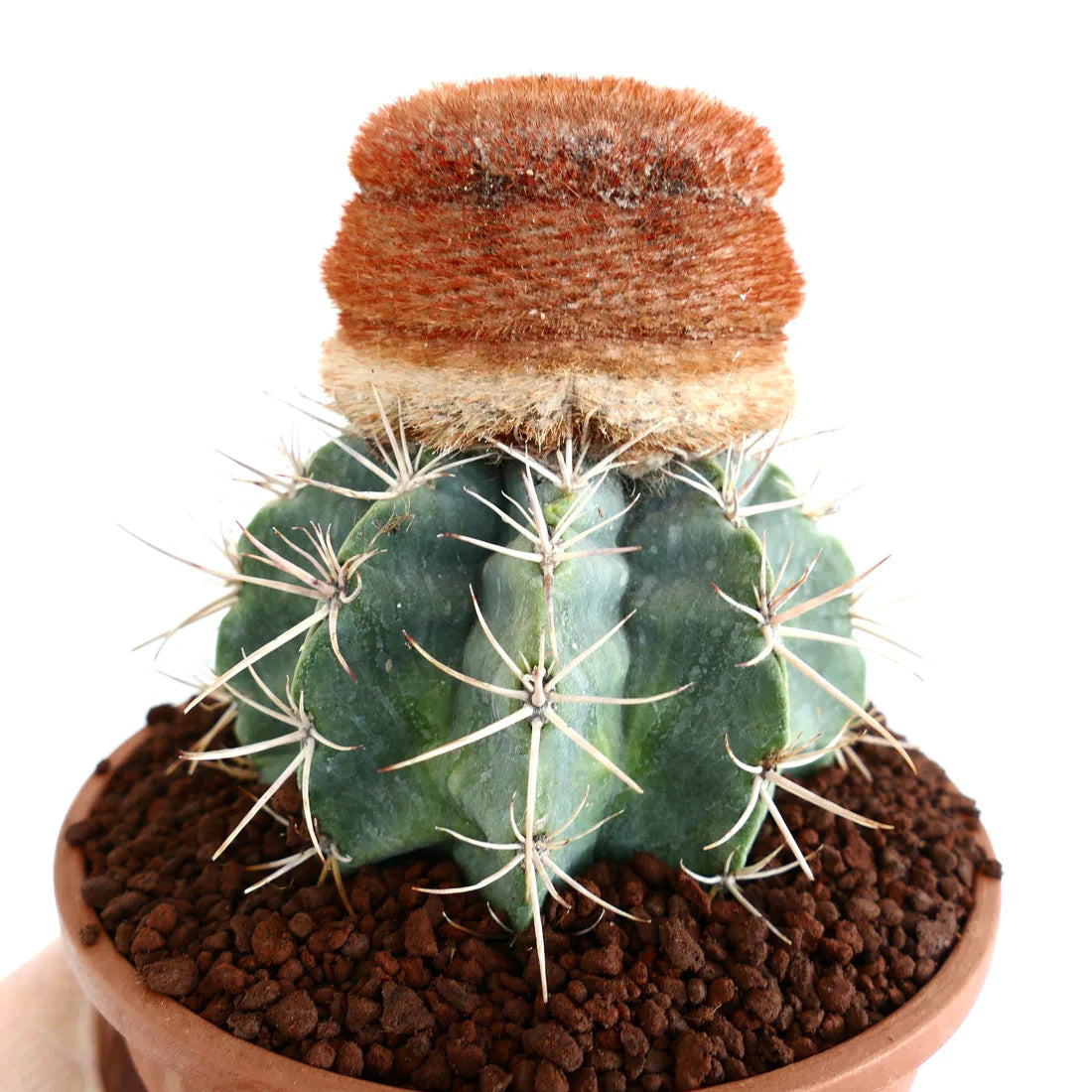 Melocactus diersianus rare cactus with green ribbed body and dense brown cephalium tuft