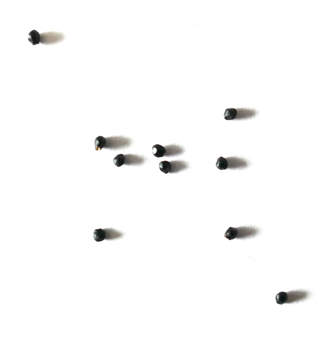 Melocactus diersianus black cactus seeds on white background