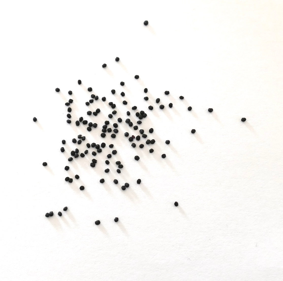 Melocactus disciformis small black cactus seeds scattered on white background