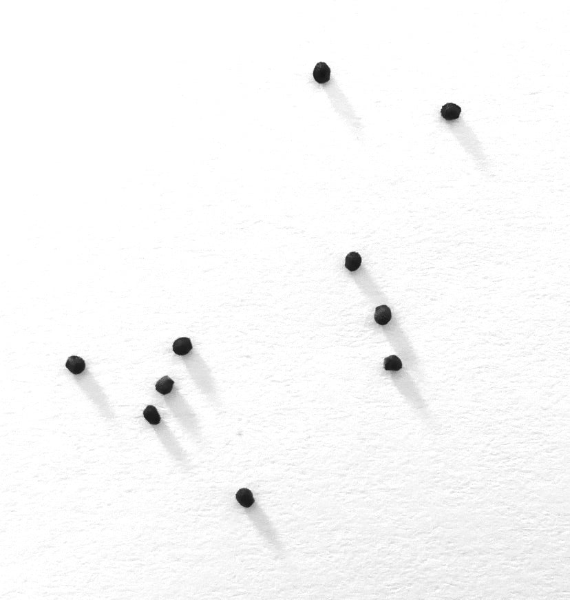 Semi di Melocactus disciformis piccoli cactus neri su sfondo bianco