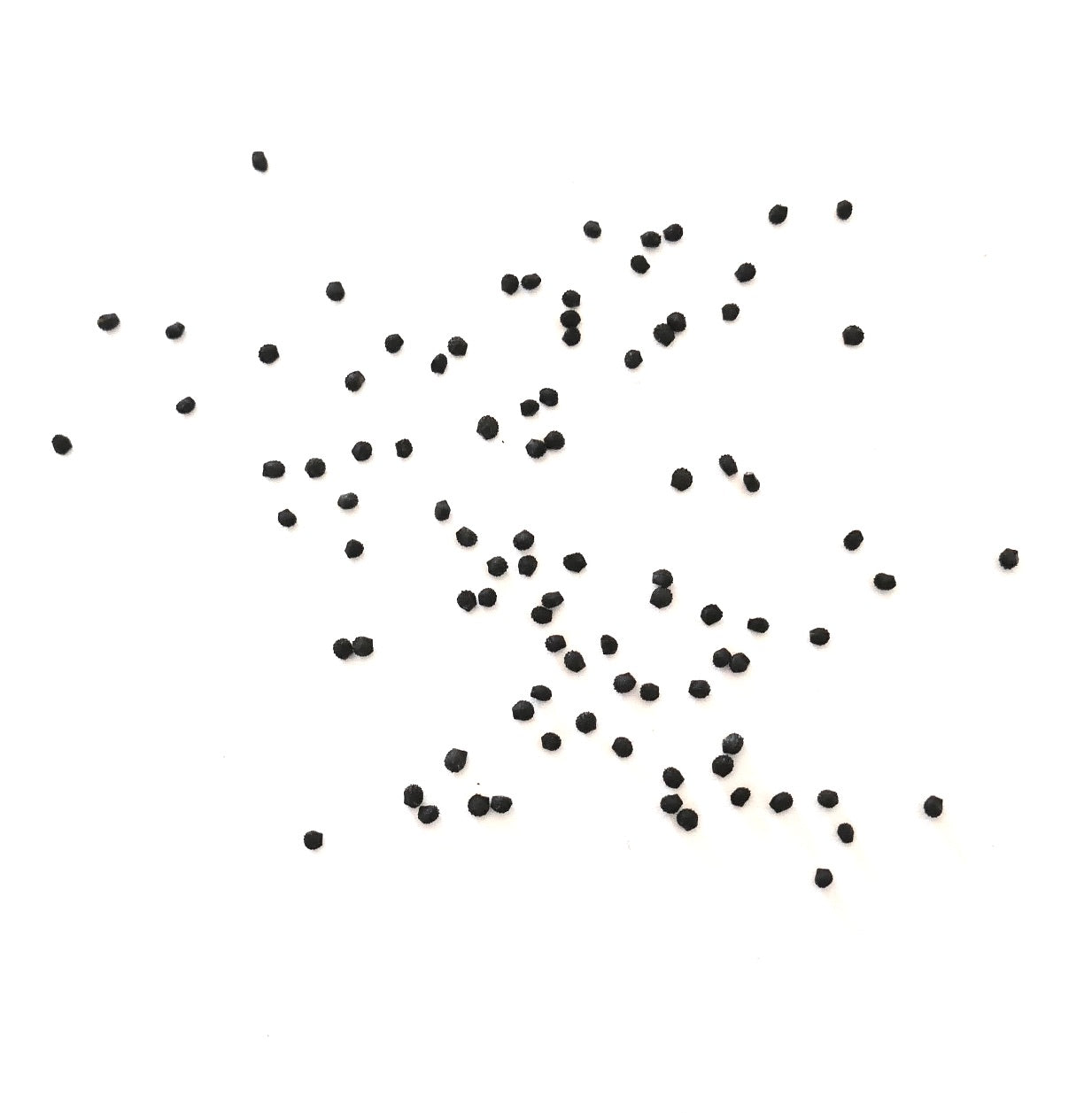 Melocactus glaucescens small black seeds scattered on white background
