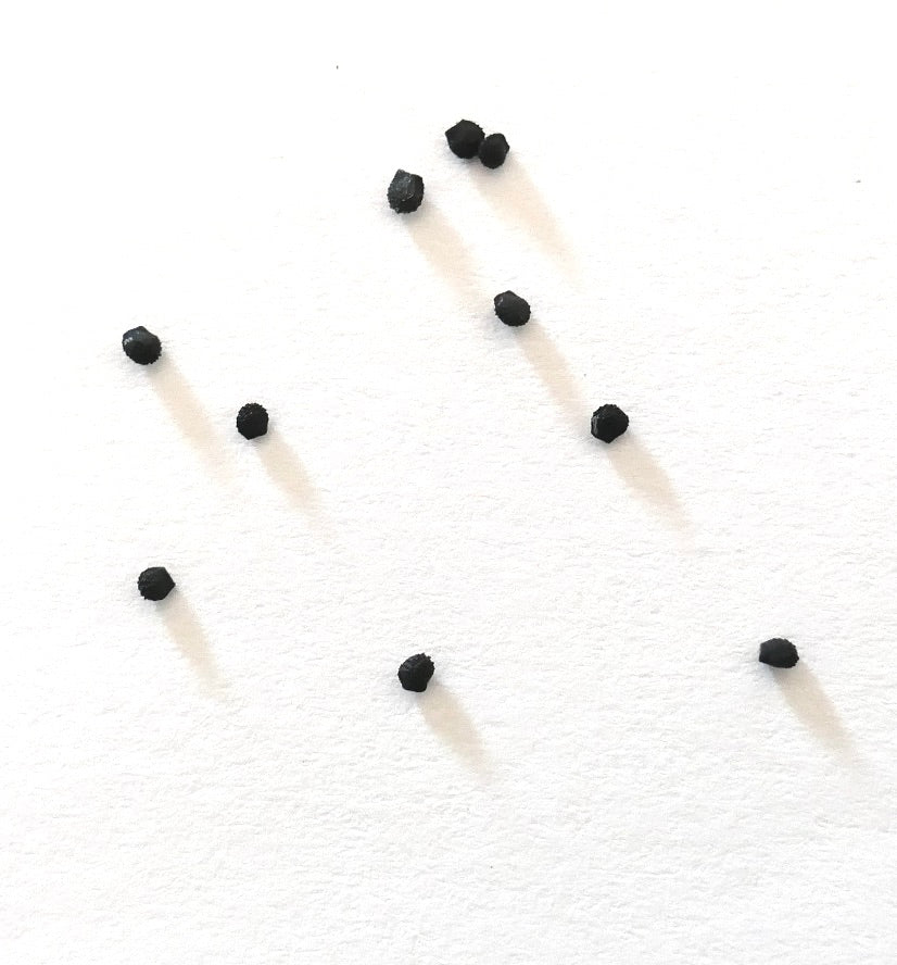 Melocactus glaucescens small black cactus seeds on white background