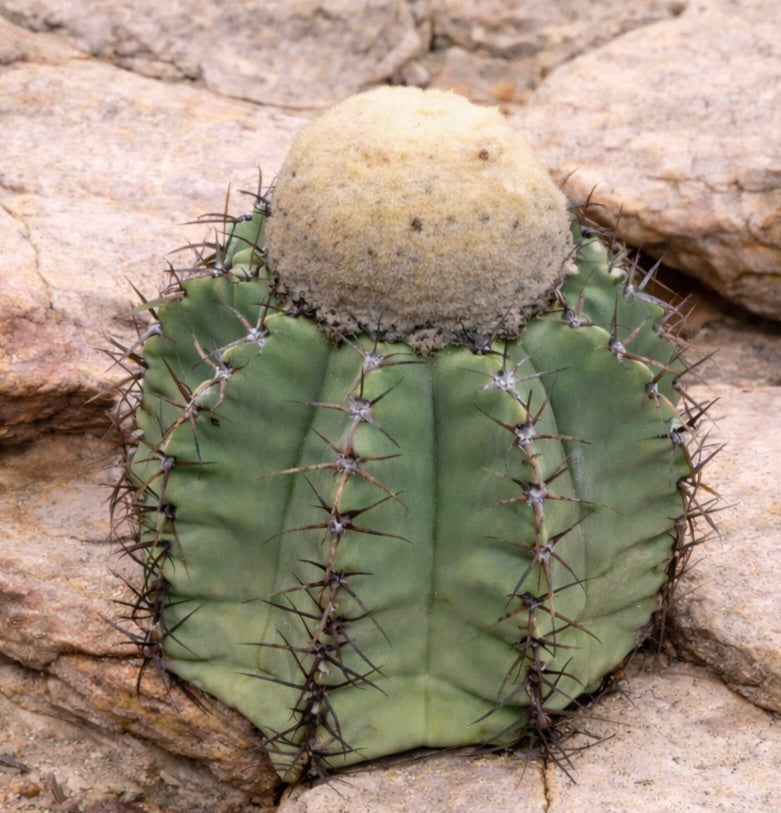 Melocactus glaucescens rare succulent cactus with woolly cephalium and spiny ribs on rocky ground