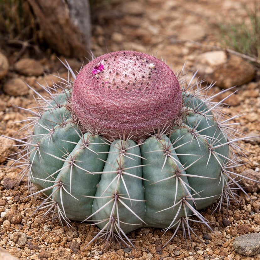 Melocactus grisoleoviridis raro cactus con cefalio rosa e corpo verde costoluto