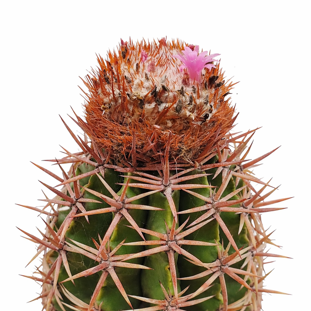 Melocactus hispaniolicus raro cactus con spine rossastre e fiore rosa sul cefalio