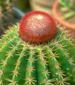 Melocactus jansenianus raro cactus con corpo verde costoluto e caratteristico cefalio rosso