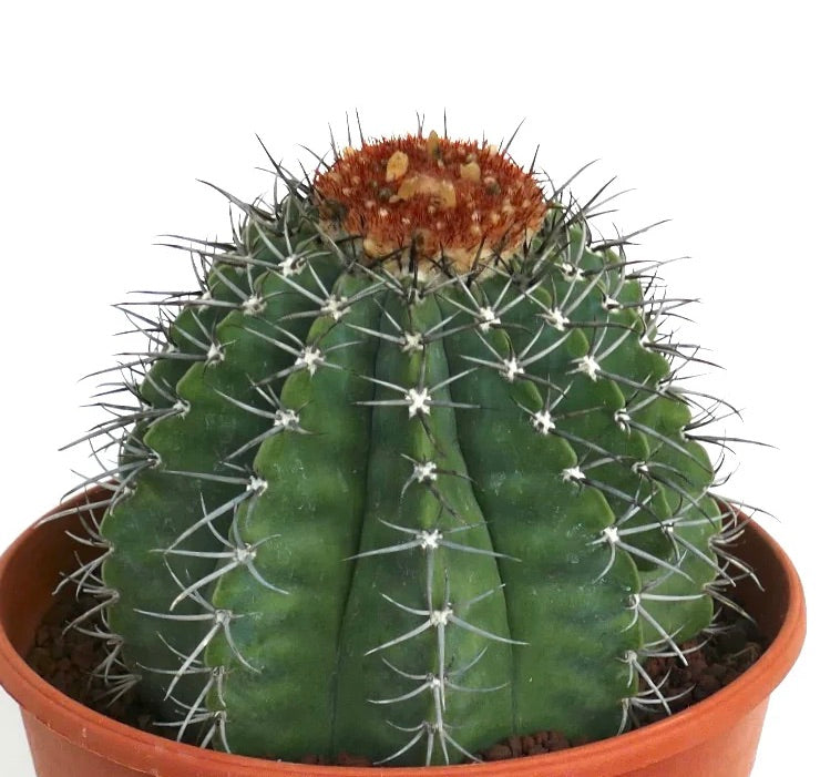 Melocactus lensselinkianus rare cactus with green ribbed body and reddish cephalium in terracotta pot