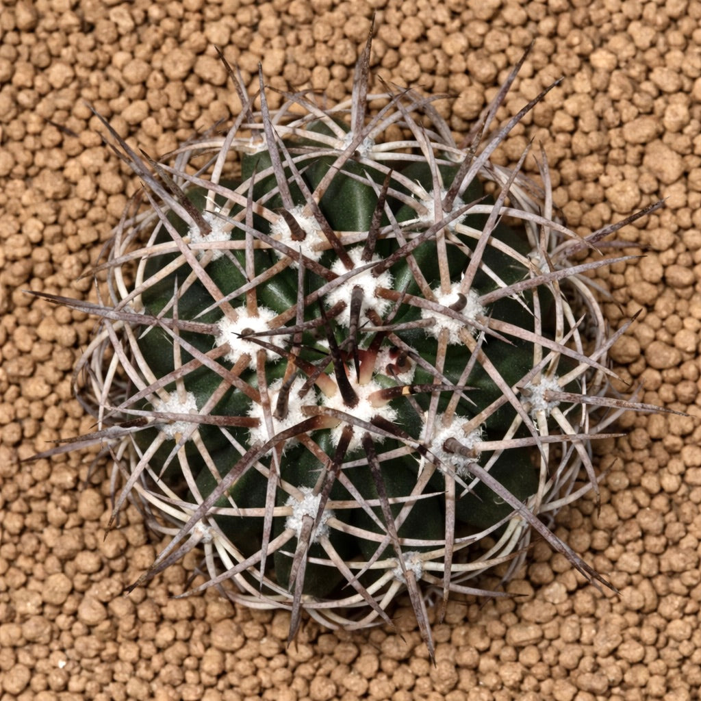 Melocactus lobelii dark green cactus with long white and brown spines on granular soil
