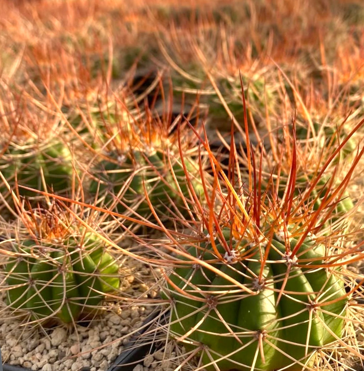 Melocactus longispinus succulent cactus with long orange spines in gravel soil