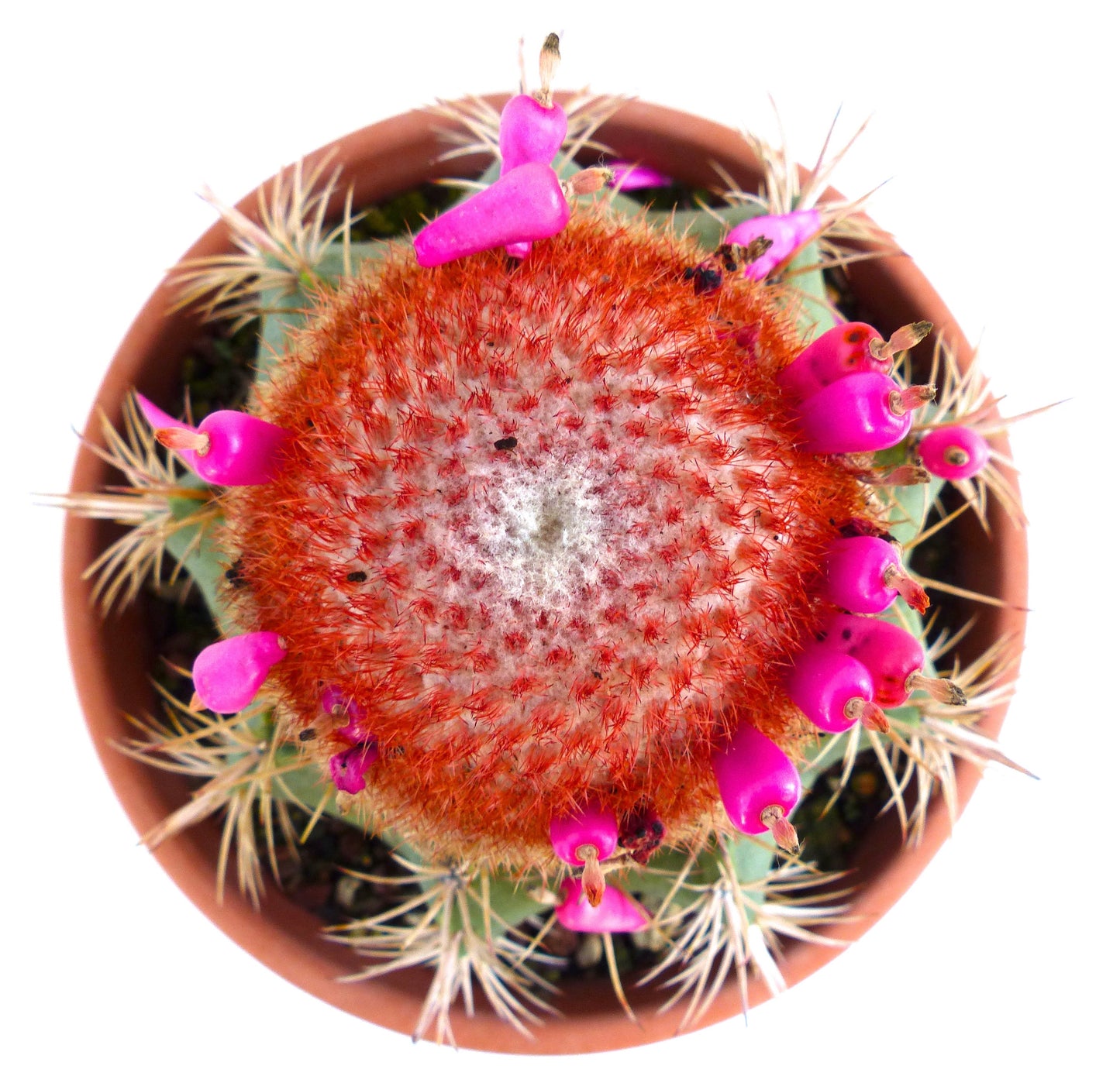 Melocactus matanzanus succulent cactus with bright pink cephalium fruits and sharp spines in pot